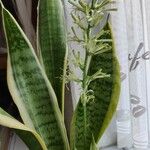 Sansevieria trifasciata موطن