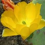 Opuntia ficus-indicaFlower