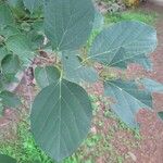 Cordia myxa Leaf