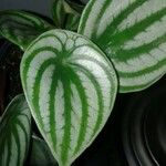 Peperomia argyreia Leaf