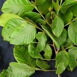 Inga sapindoides Otro