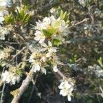 Prunus spinosa Flower