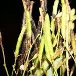 Sida cuspidata Fruto