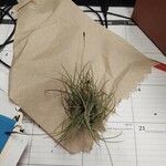 Tillandsia recurvata Агульны выгляд