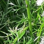 Coriandrum sativum Φλοιός