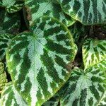 Begonia imperialis Hoja