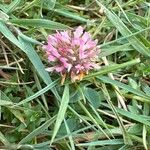 Trifolium fragiferumFlower