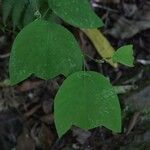 Passiflora lutea Φύλλο