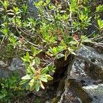 Rhododendron ferrugineum Leaf