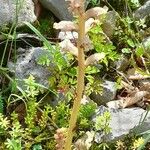 Orobanche caryophyllacea 形态