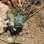 Filago pyramidata Tabia
