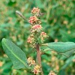 Oxybasis chenopodioides ফুল