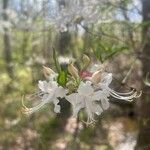 Rhododendron canescens Çiçek