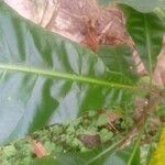 Anthocleista schweinfurthii पत्ता