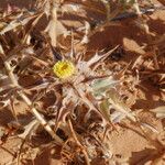 Atractylis babelii Flower