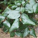 Viburnum carlesiiLeaf