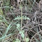 Valeriana calcitrapae Habit