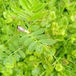 Vicia sativaFeuille