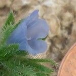 Echium parviflorum Flower