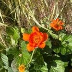 Geum coccineum പുഷ്പം