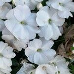 Impatiens hawkeri फूल