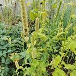 Agastache nepetoides Лист