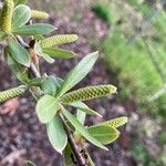 Salix nigra Fruit