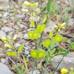 Biscutella lima Flower