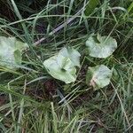 Caltha leptosepala Habitat