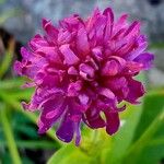 Knautia drymeia Blüte