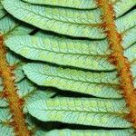 Sticherus montaguei Leaf