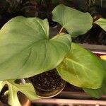 Homalomena rubescens Hoja