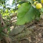 Crataegus submollis Folha