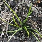 Isoetes durieui Habit