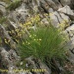 Bupleurum petraeum Plante entière