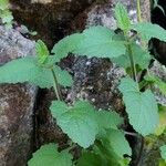 Scrophularia scorodonia Leaf