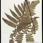Cyathea surinamensis Лист