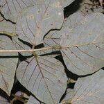 Erythrina globocalyx Lapas