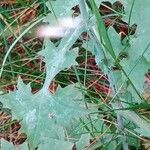 Lactuca muralis Likasa