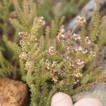 Erica galioides Blüte