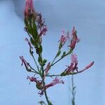 Oenothera suffrutescens 花