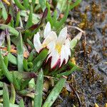 Werneria pygmaea Fleur