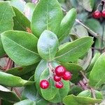 Psorospermum febrifugum Blatt