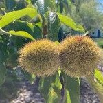 Castanea mollissima Fruit