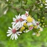 Tripolium pannonicum 花