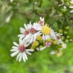 Tripolium pannonicum Flower