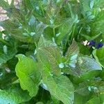 Thunbergia battiscombei Leaf