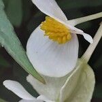 Begonia dregei Flower