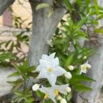 Solanum jasminoides Žiedas