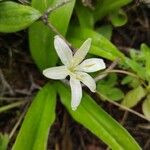 Clintonia uniflora Flor